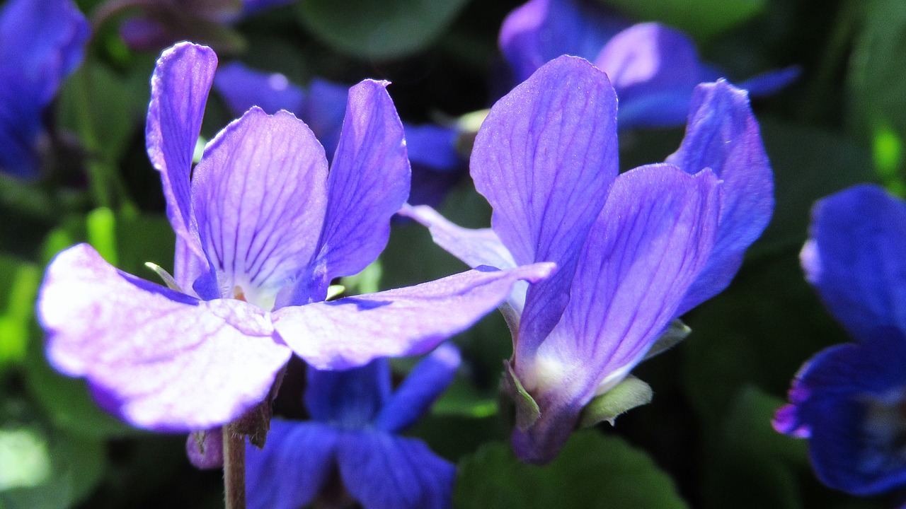 flower  purple  flora free photo