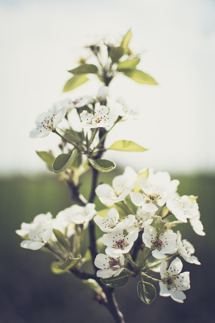 flower  plant  nature free photo