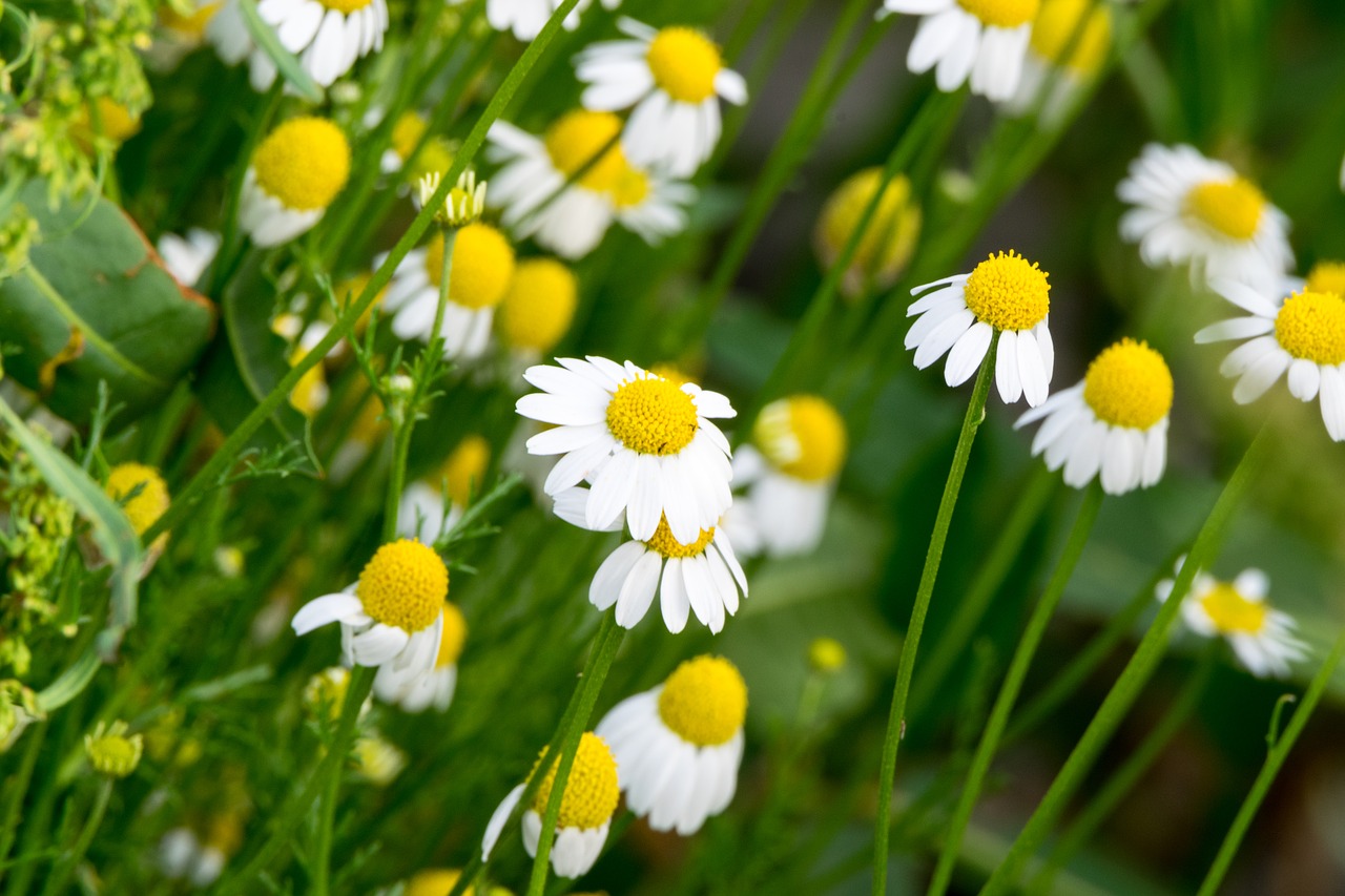 flower  nature  plant free photo