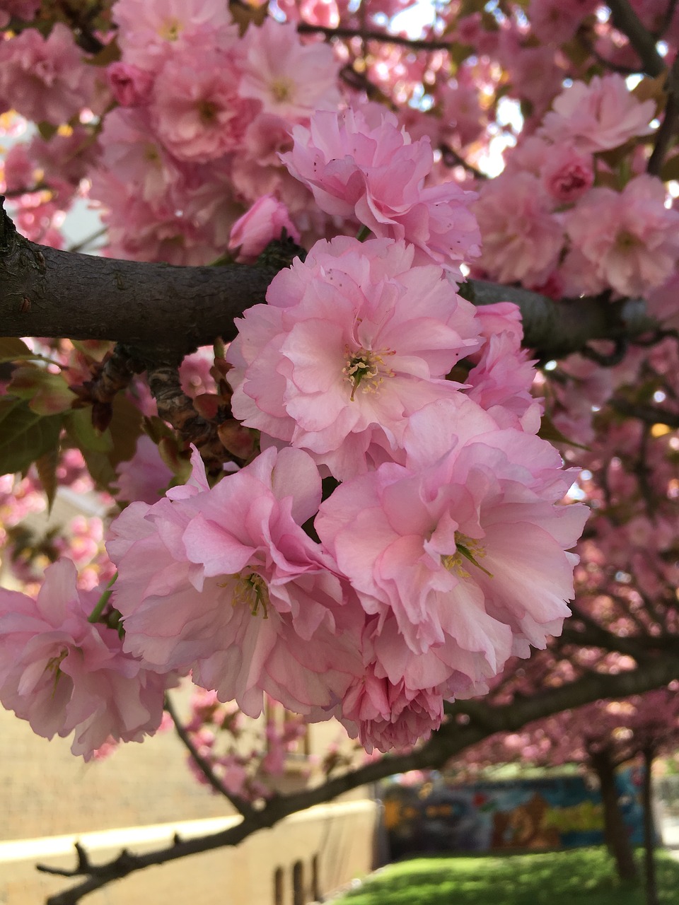 flower  cherry wood  plant free photo