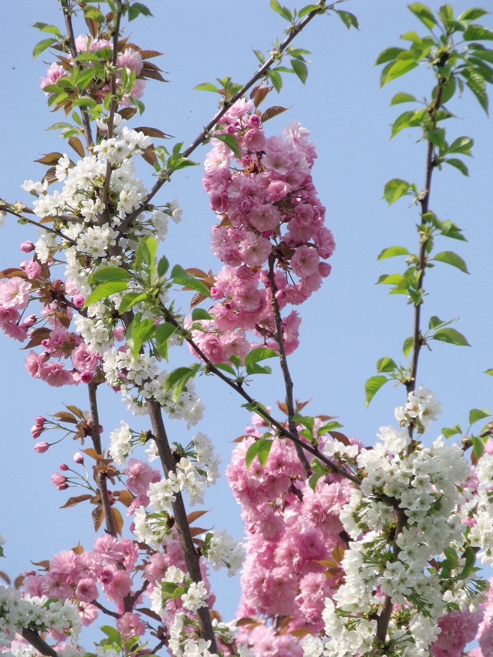 flower  tree  branch free photo