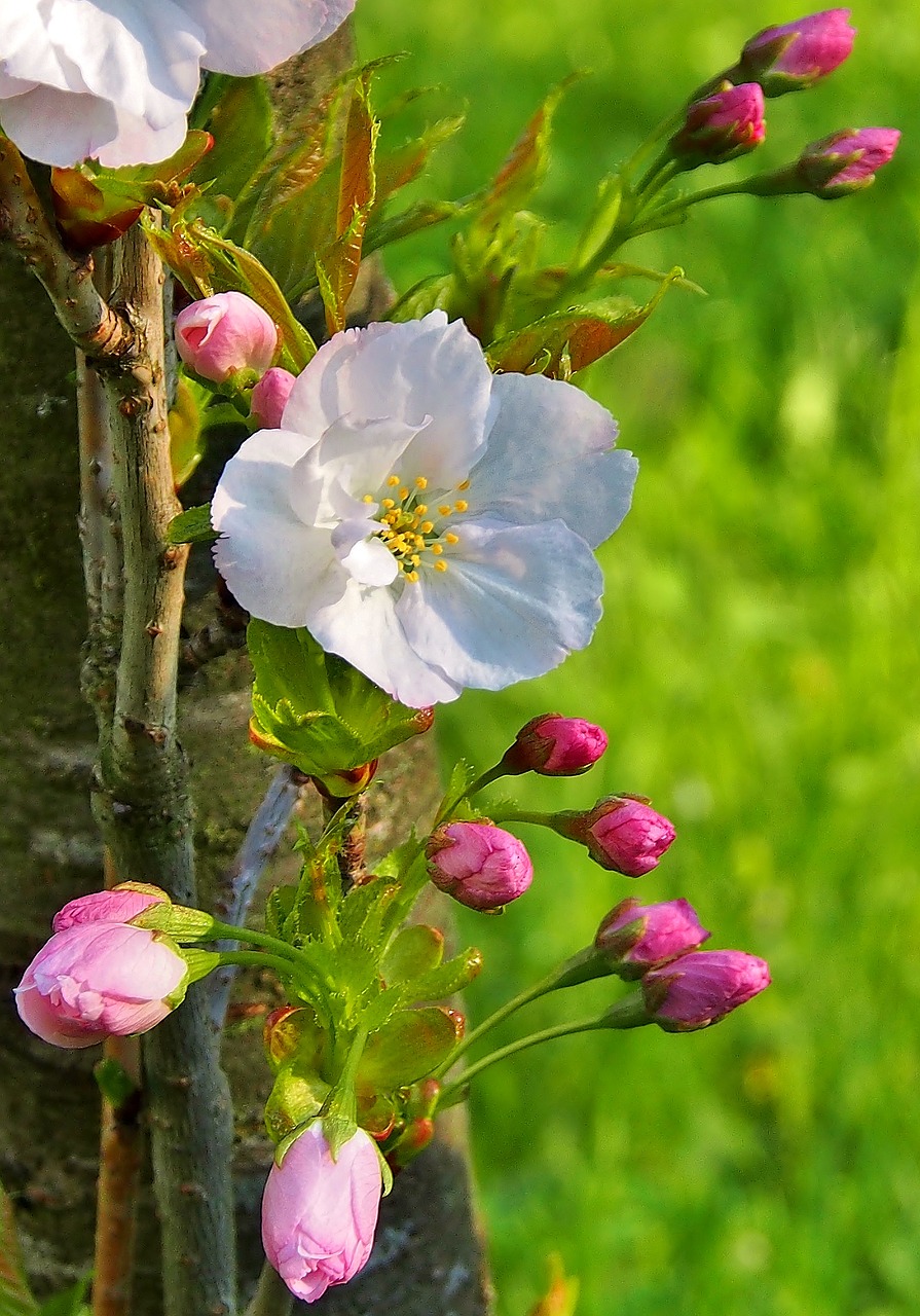 flower  nature  plant free photo