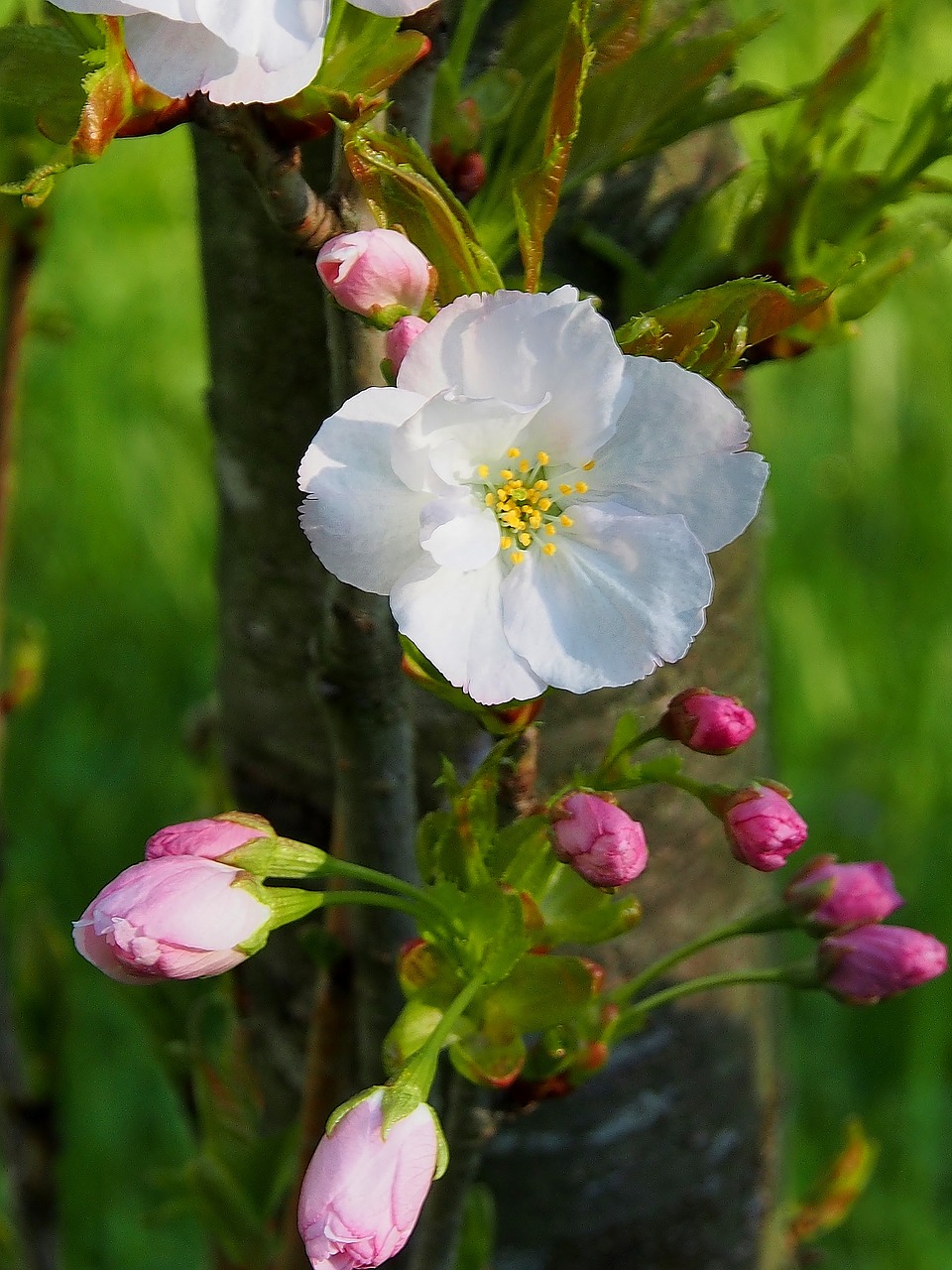 flower  nature  plant free photo