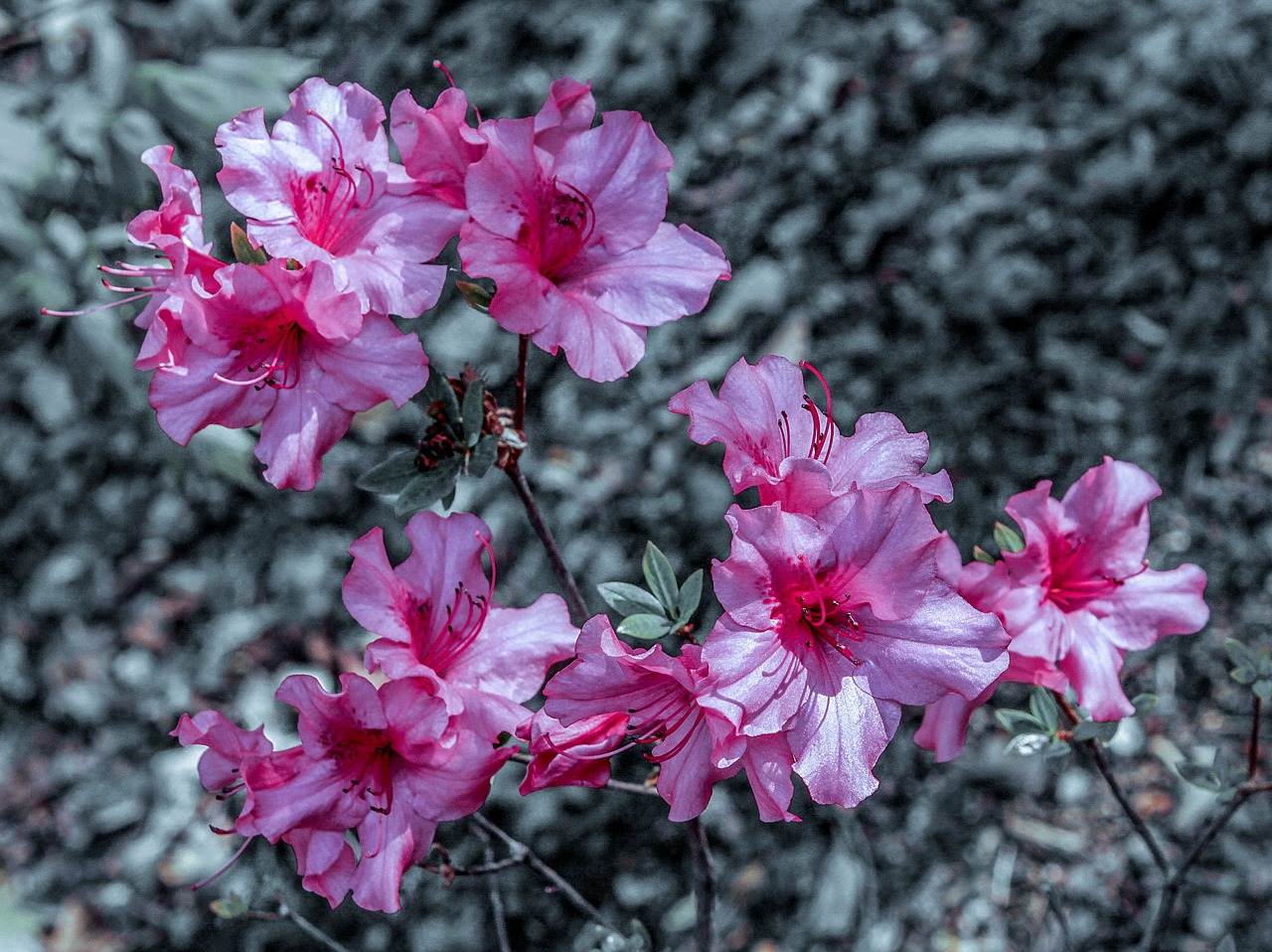 flower wildflower nature free photo