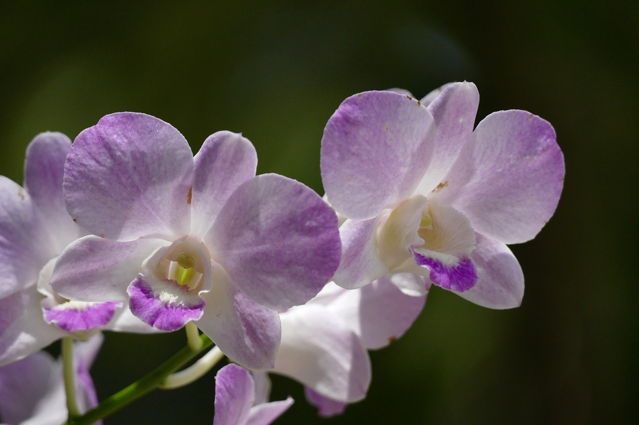 flower  plant  orchids free photo