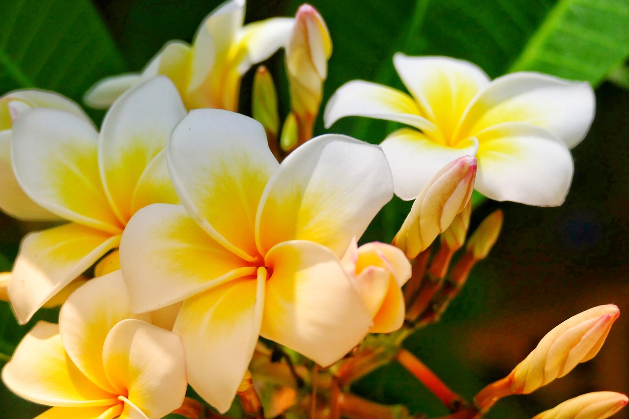 flower  frangipani  plant free photo