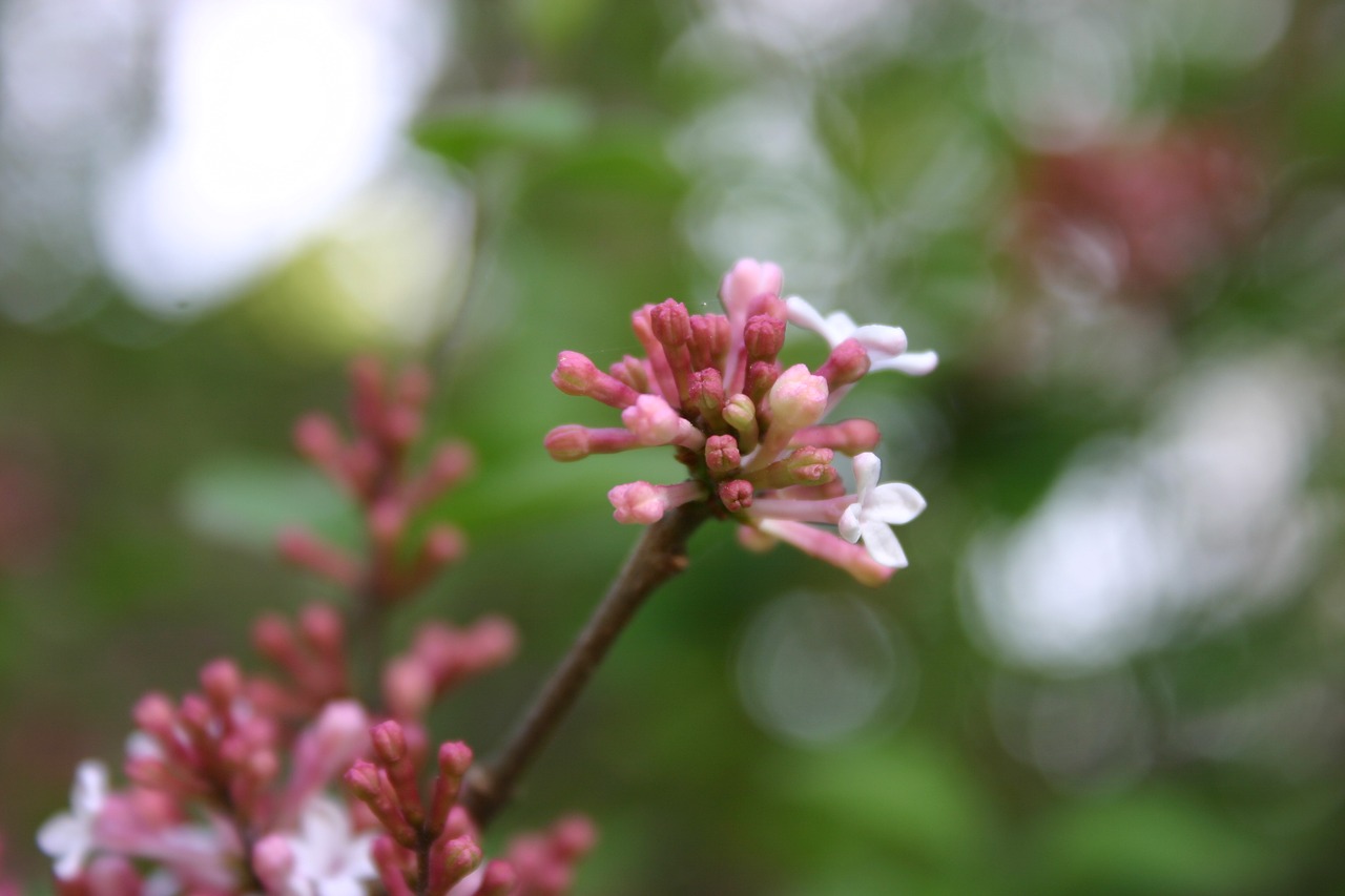 flower  nature  plant free photo