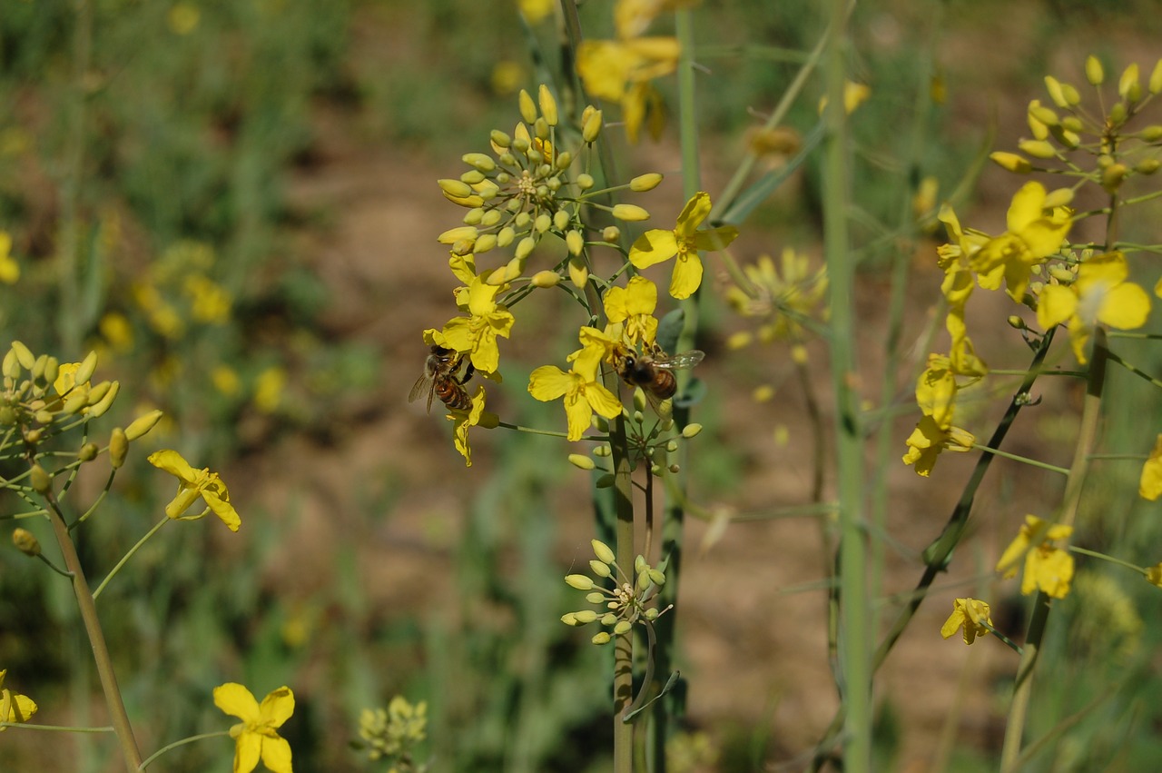 flower  nature  outdoors free photo