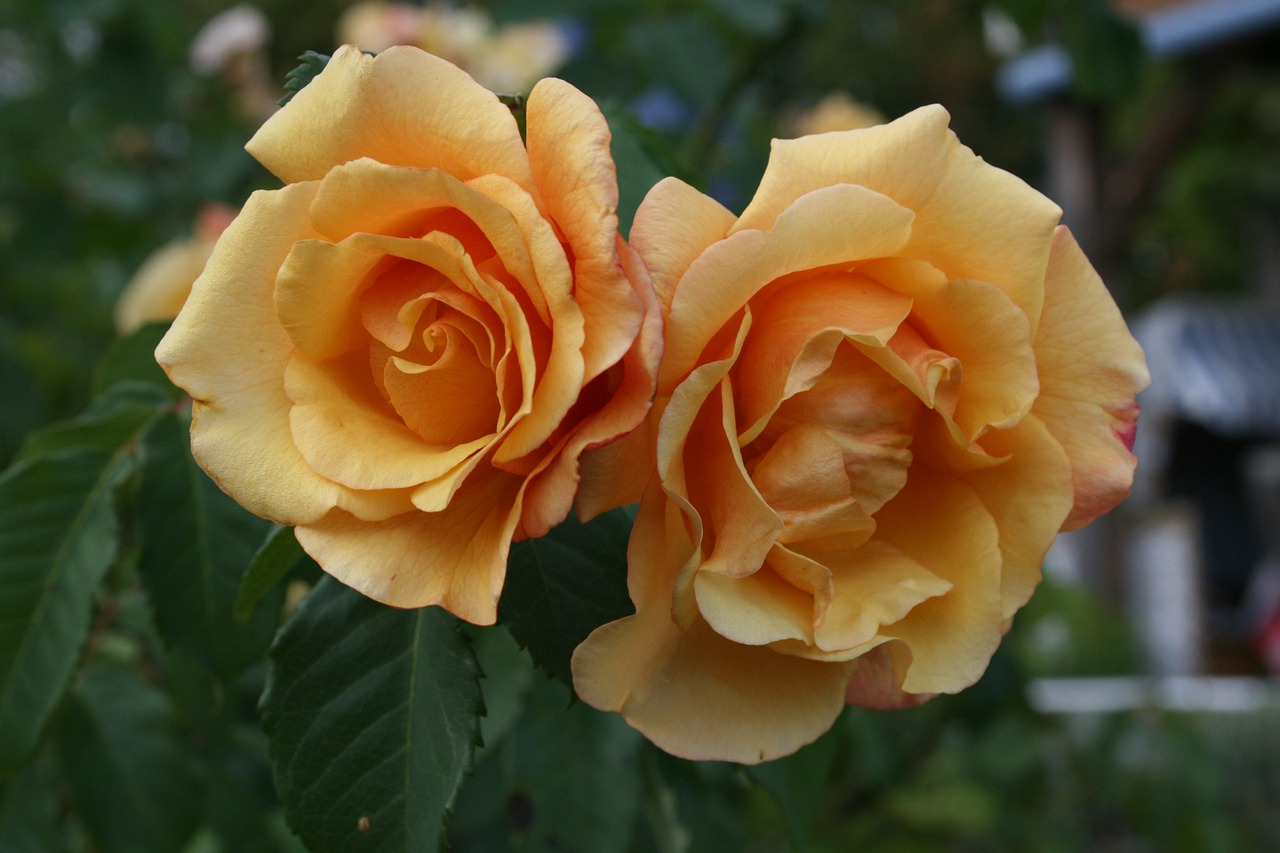 flower  rose  plant free photo