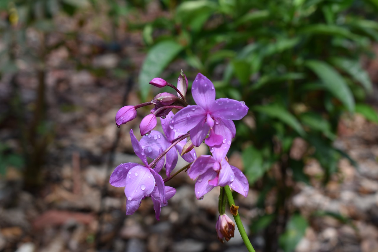 flower  nature  plant free photo