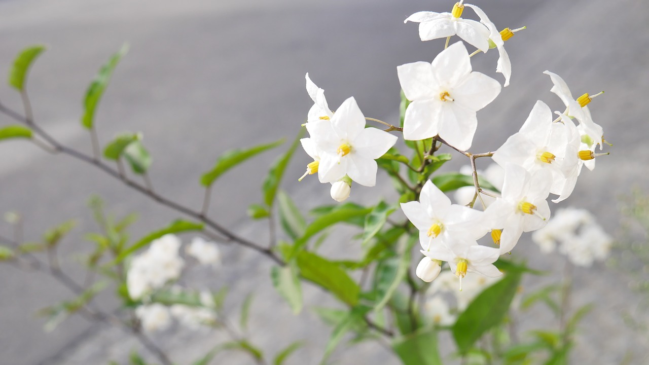 flower  summer  greens free photo