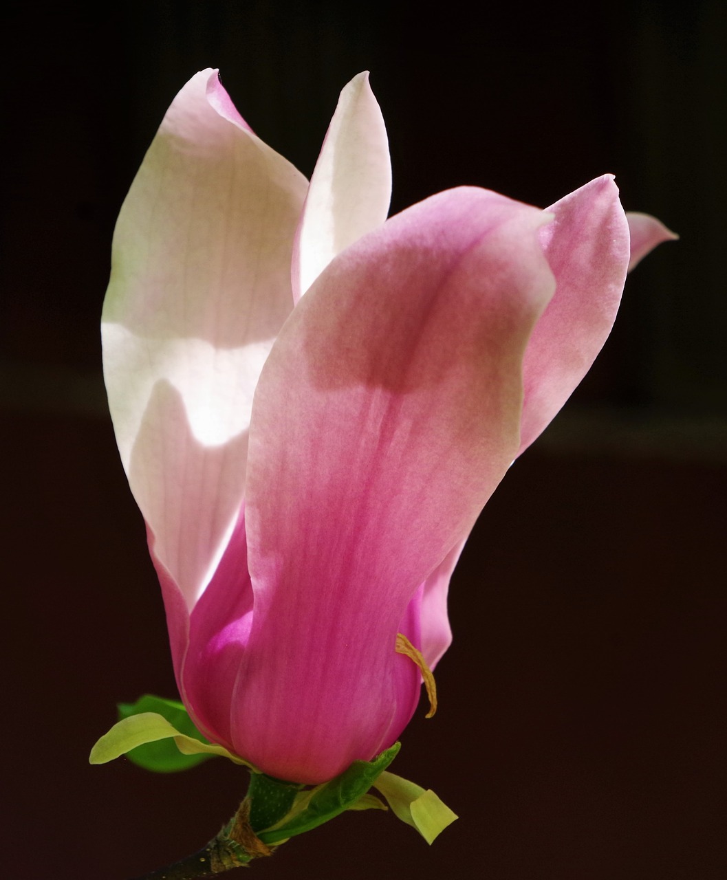 flower  pink flower  magnolia free photo