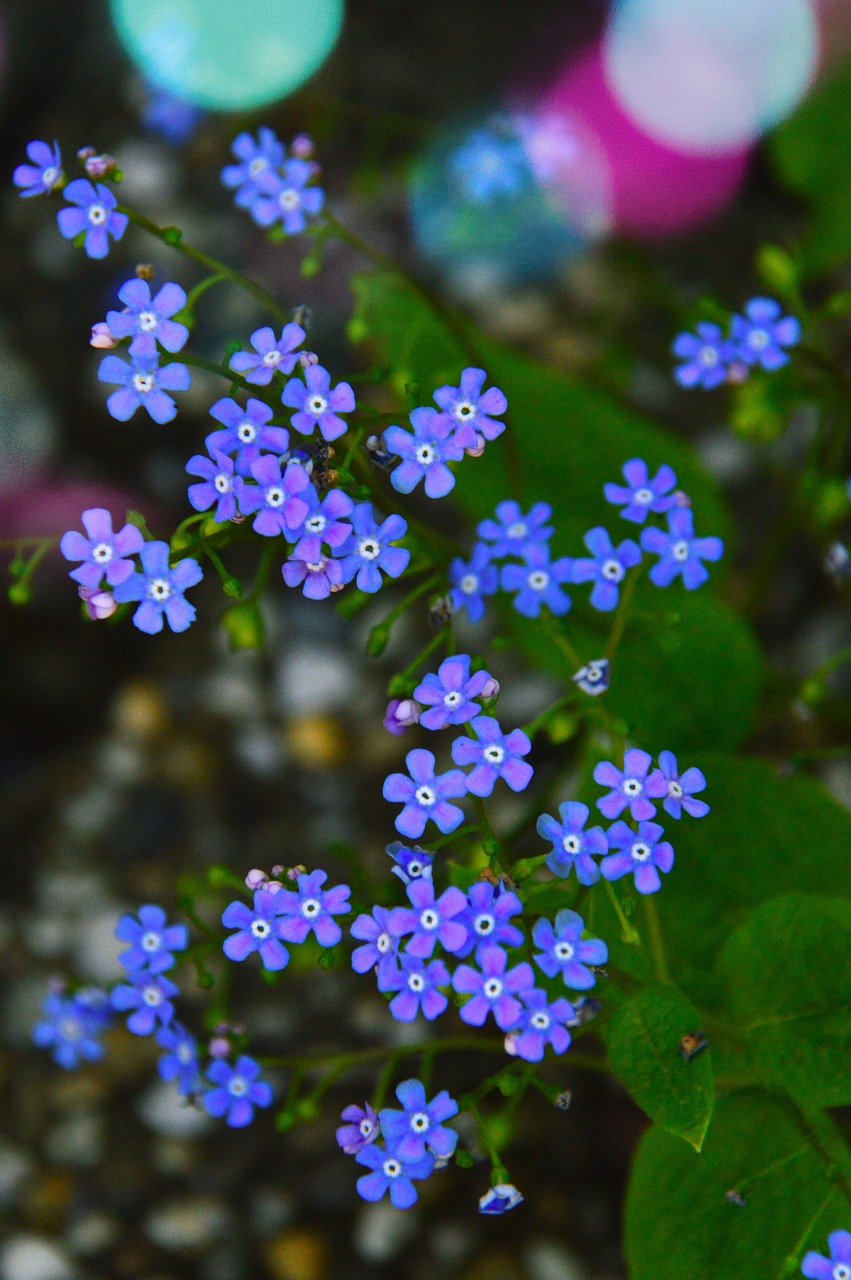 flower  nature  plant free photo