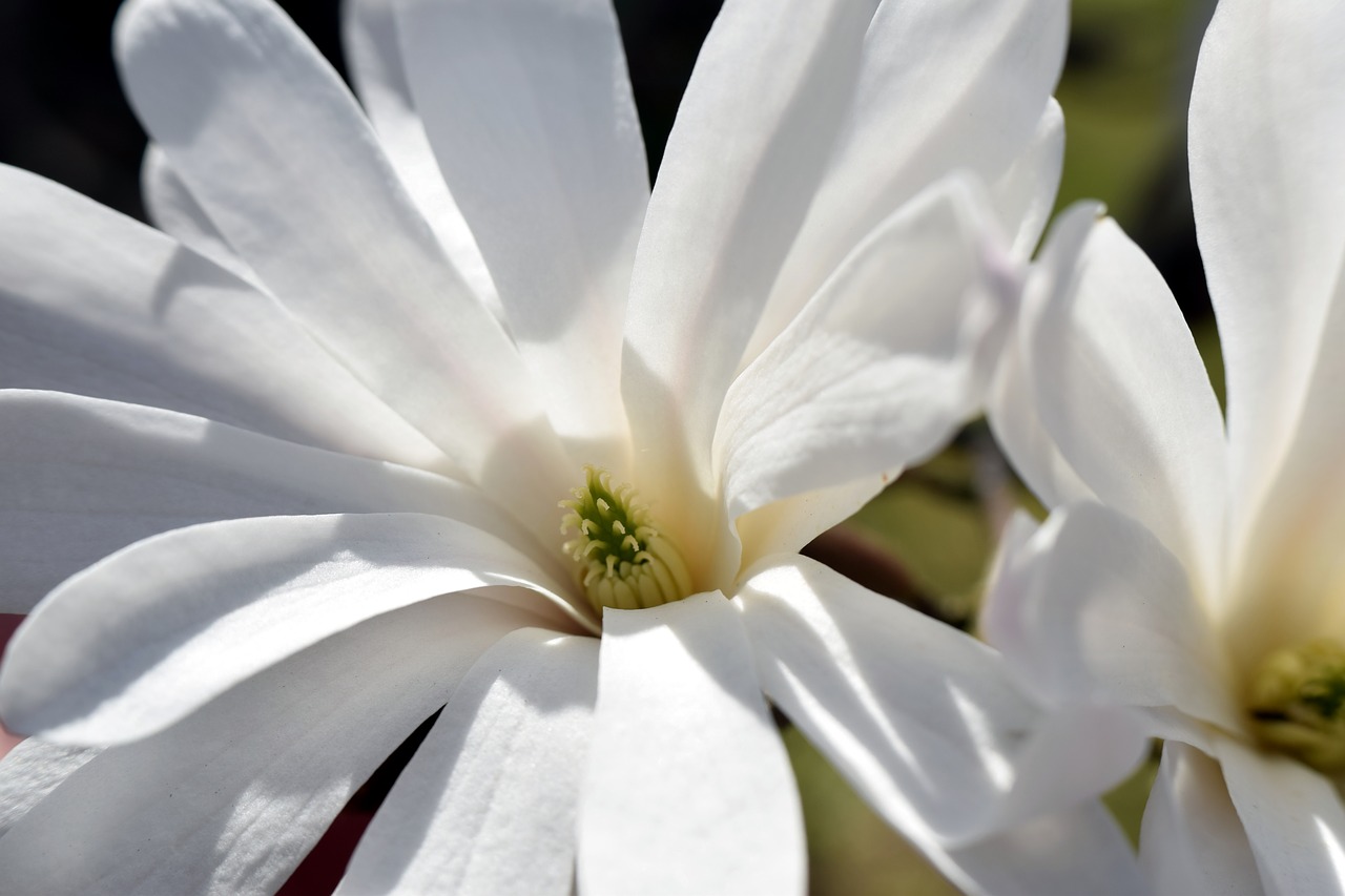 flower  nature  plant free photo