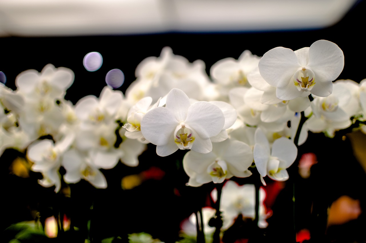 flower  plant  garden free photo