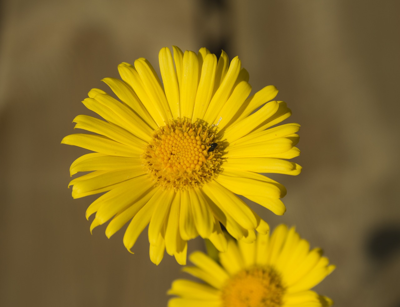 flower  nature  plant free photo