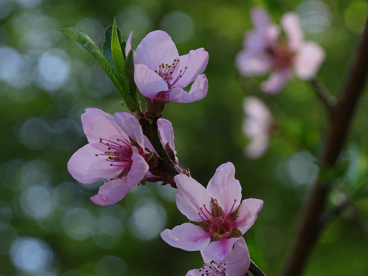 flower  tree  flower peaches free photo