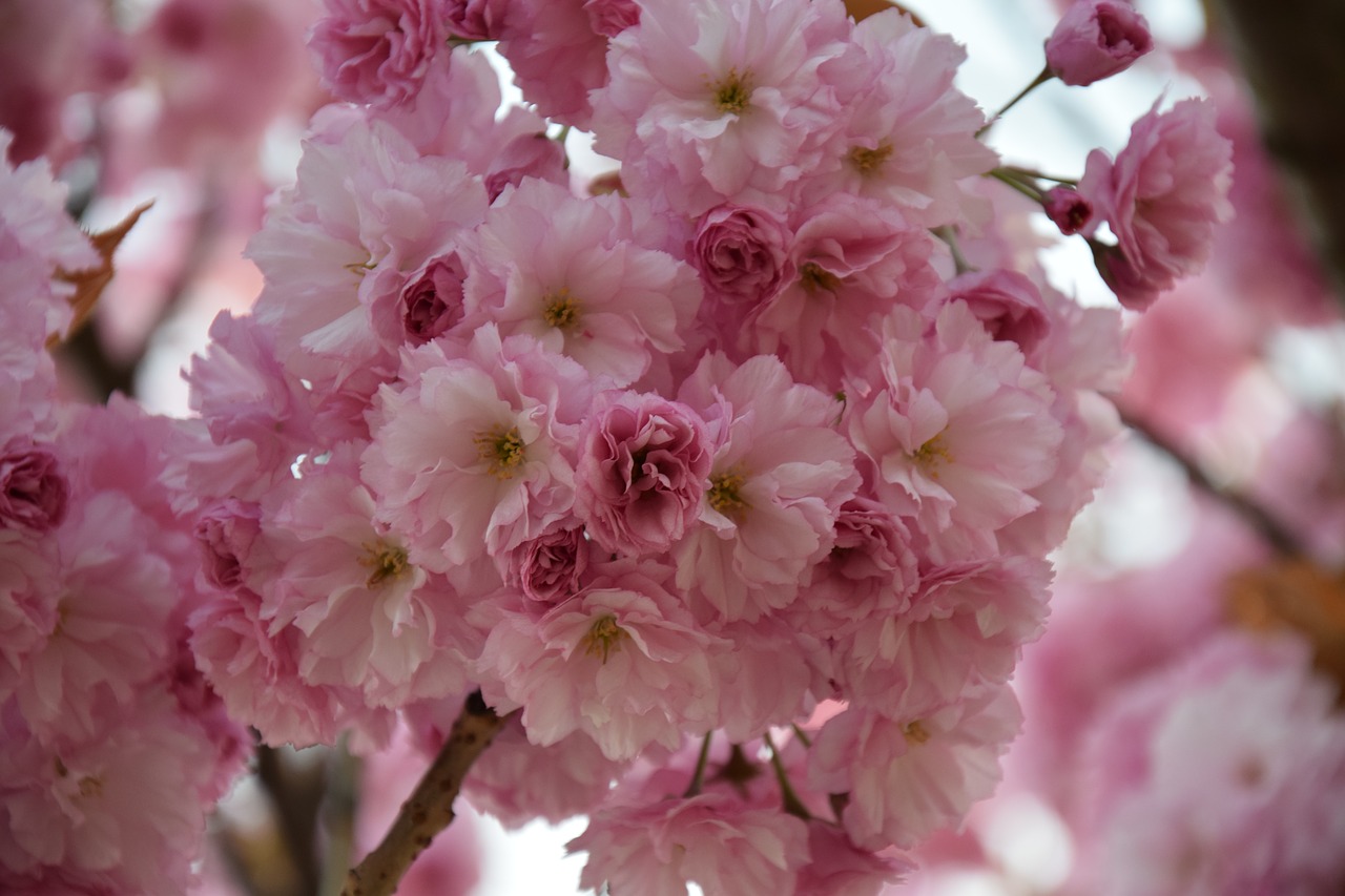 flower  plant  branch free photo