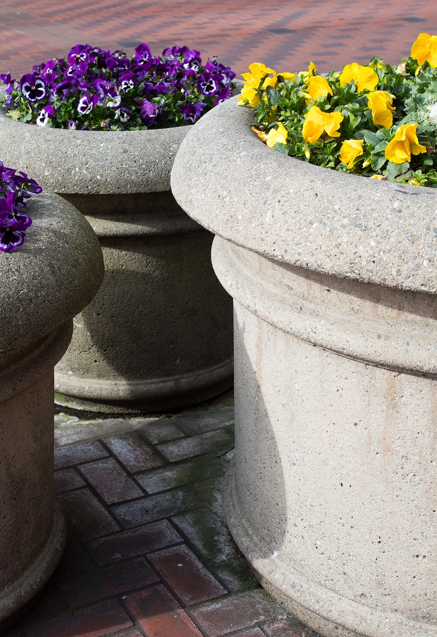 flower  stone  flora free photo