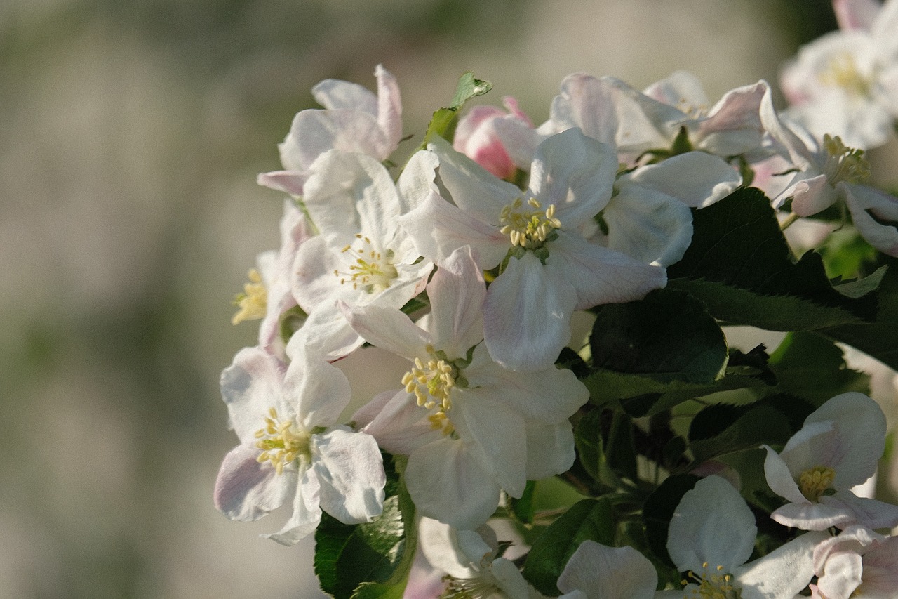 flower  plant  nature free photo