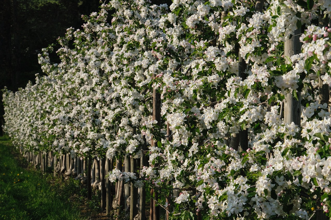 flower  tree  plant free photo