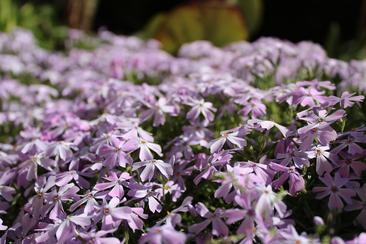 flower  plant  garden free photo