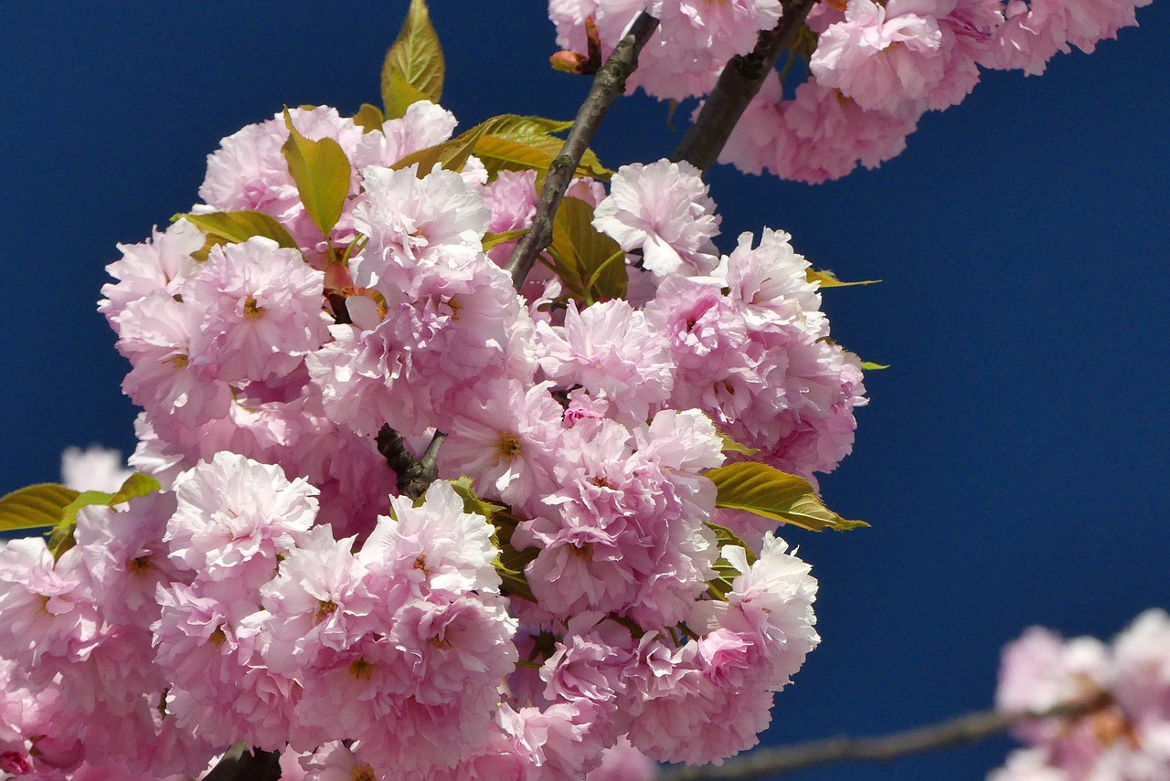 flower  plant  nature free photo