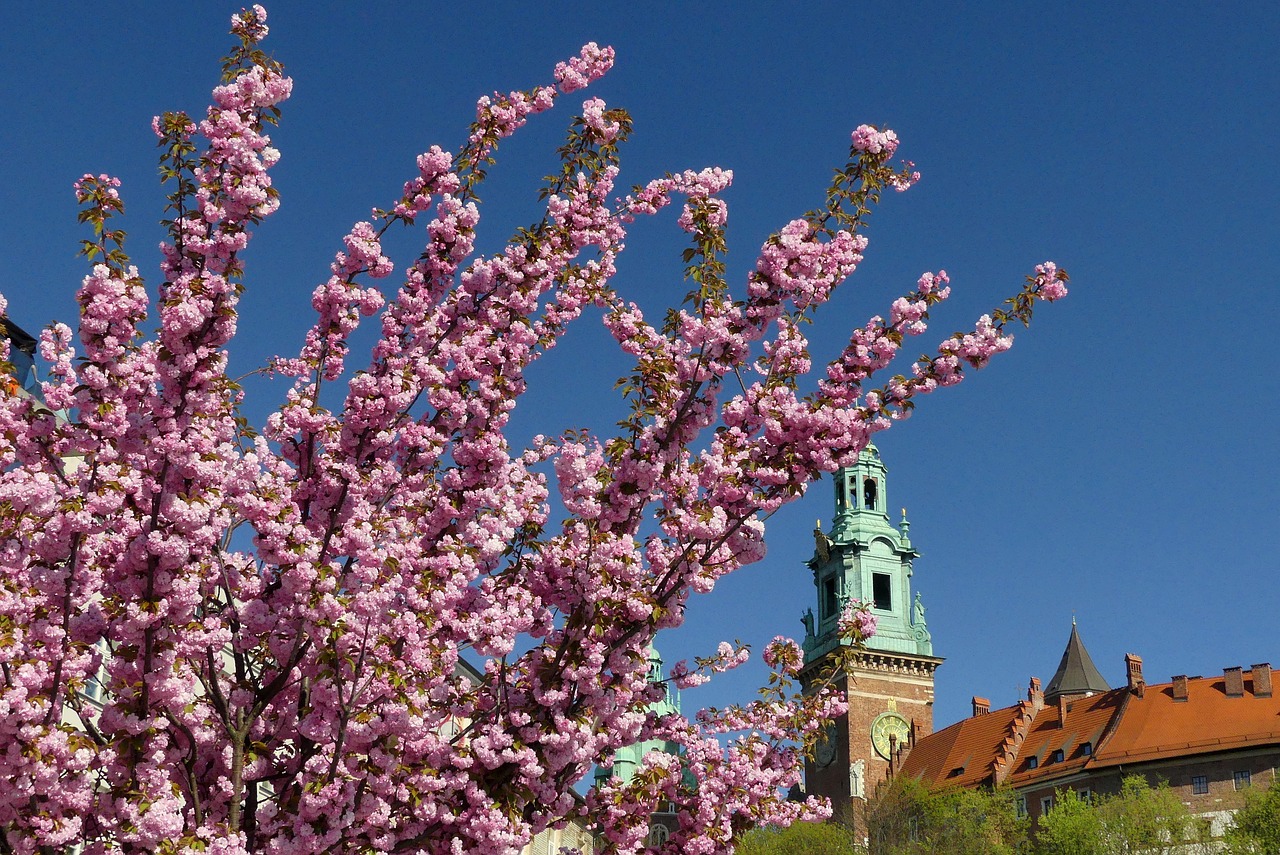 flower  tree  blue sky free photo