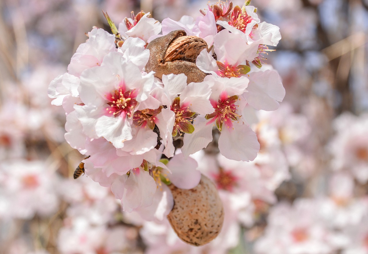 flower  almond  branch free photo