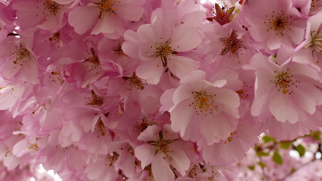 flower  plant  cherry free photo