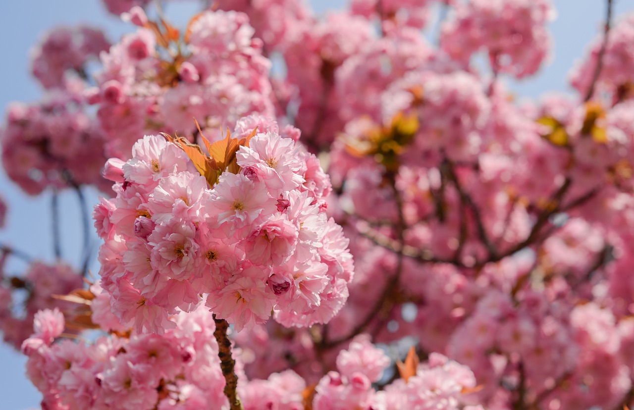 flower  cherry  flora free photo