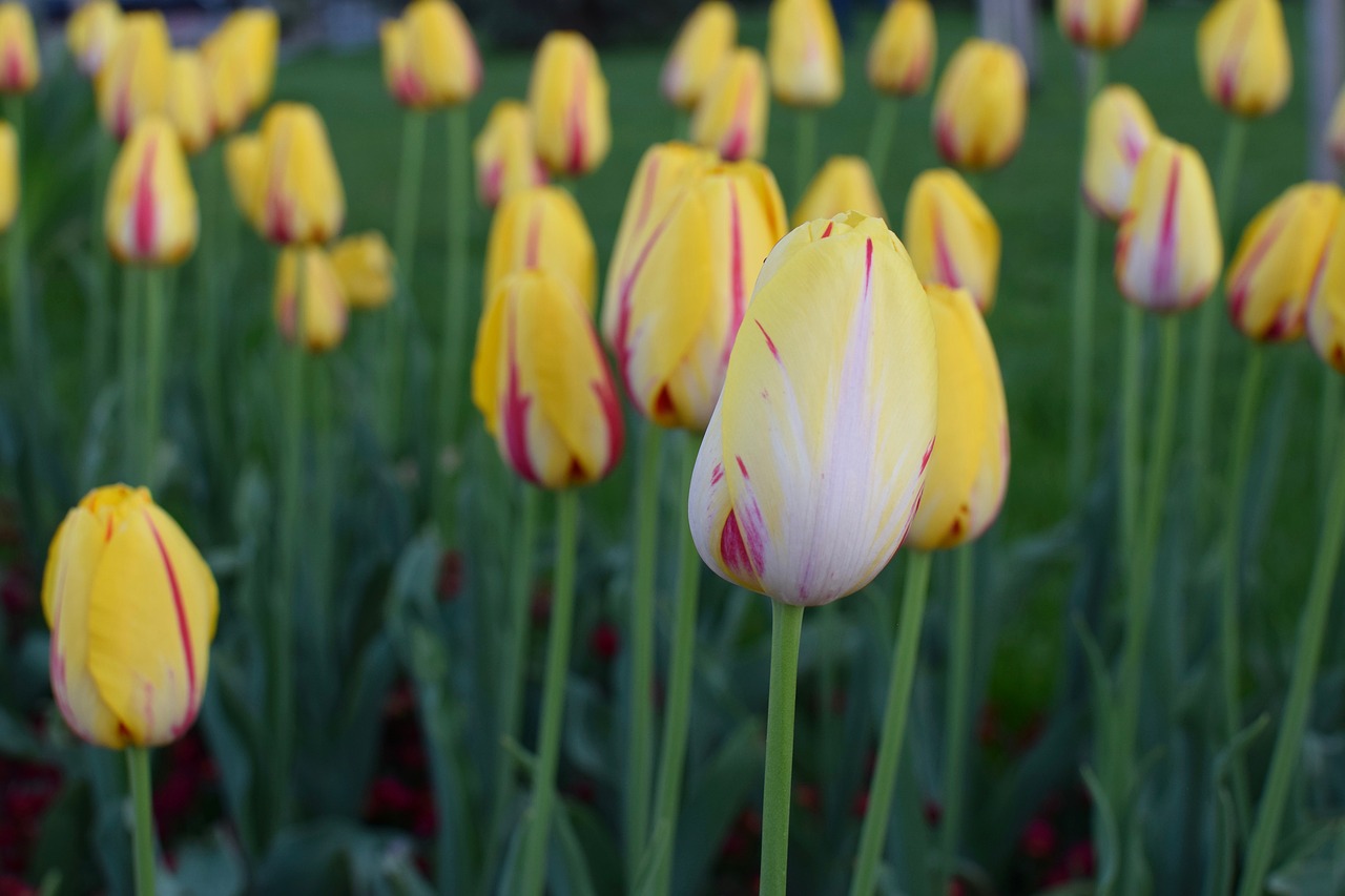 flower  nature  tulip free photo