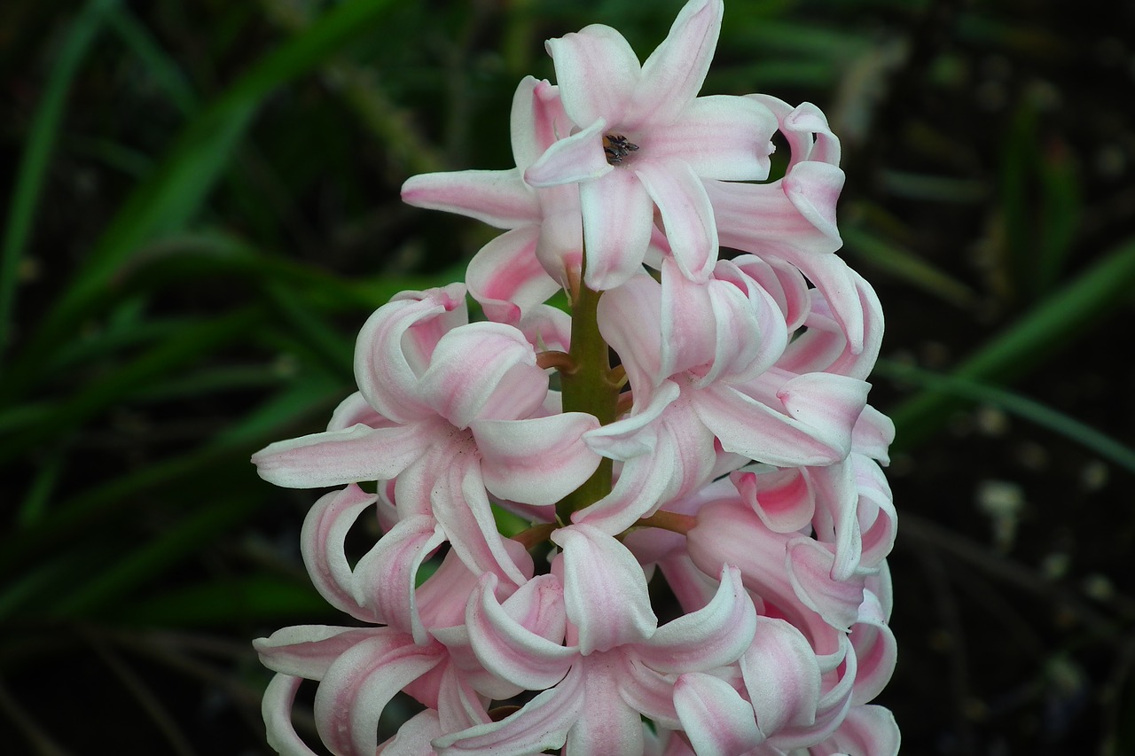 flower  hyacinth  pink free photo