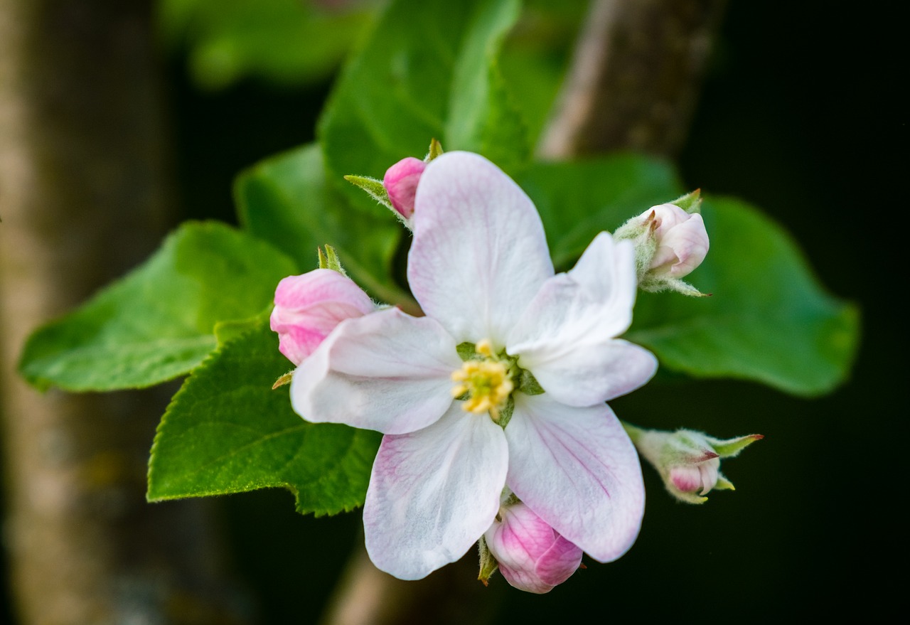 flower  nature  plant free photo