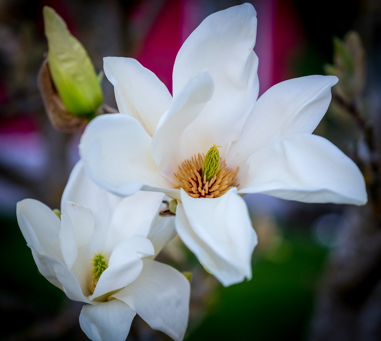 flower  magnolia  garden free photo