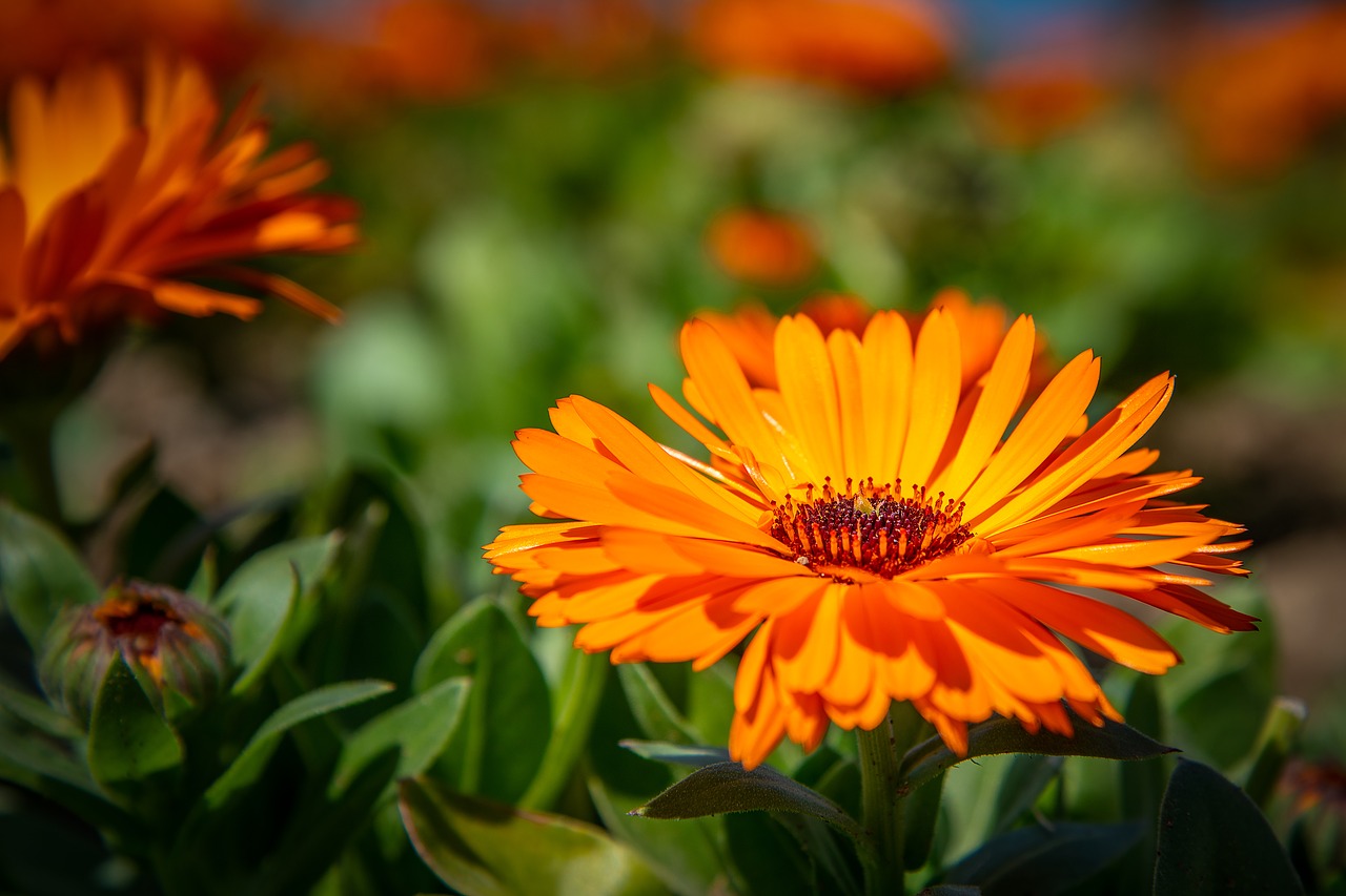 flower  plant  nature free photo