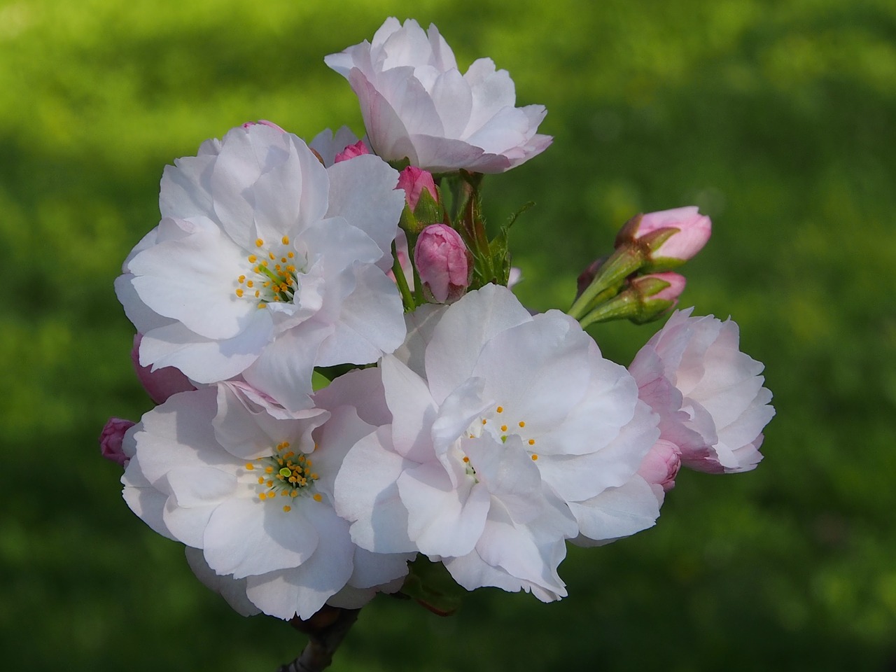 flower  nature  plant free photo