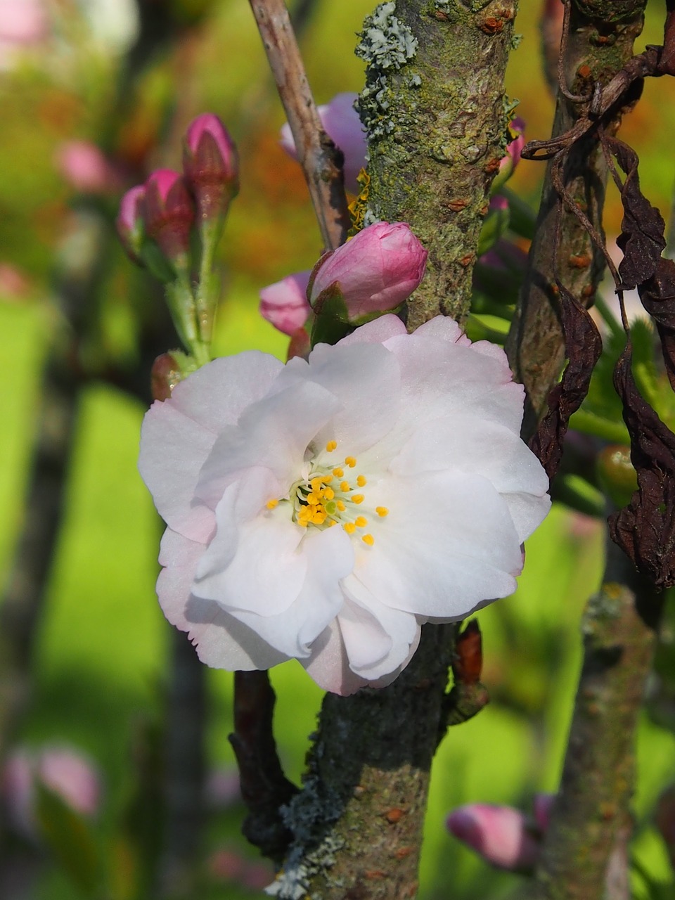 flower  nature  plant free photo