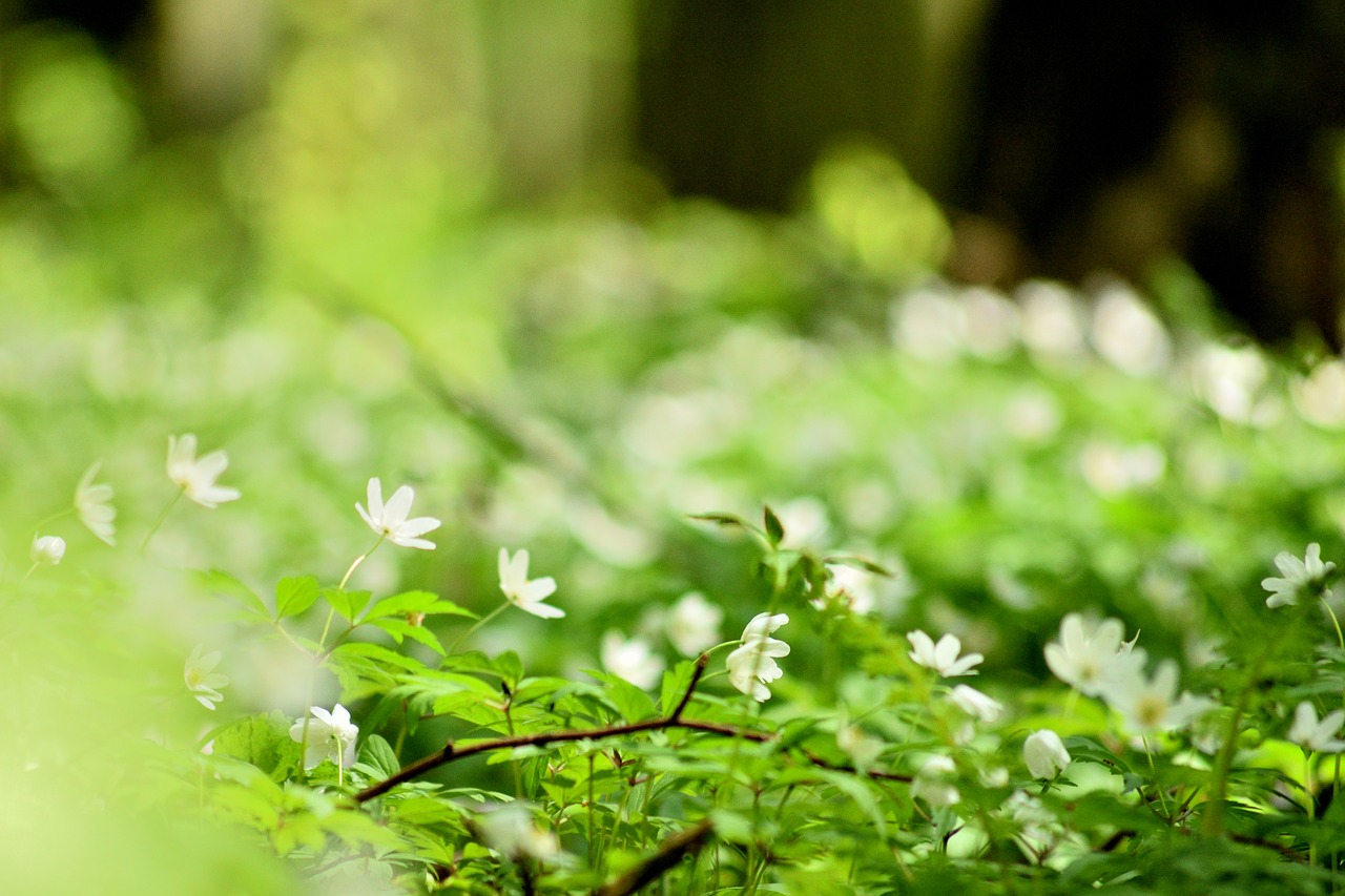 flower  macro  spring free photo