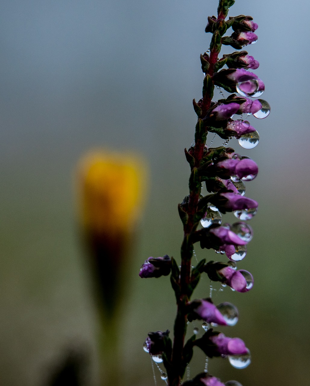 flower  plant  nature free photo