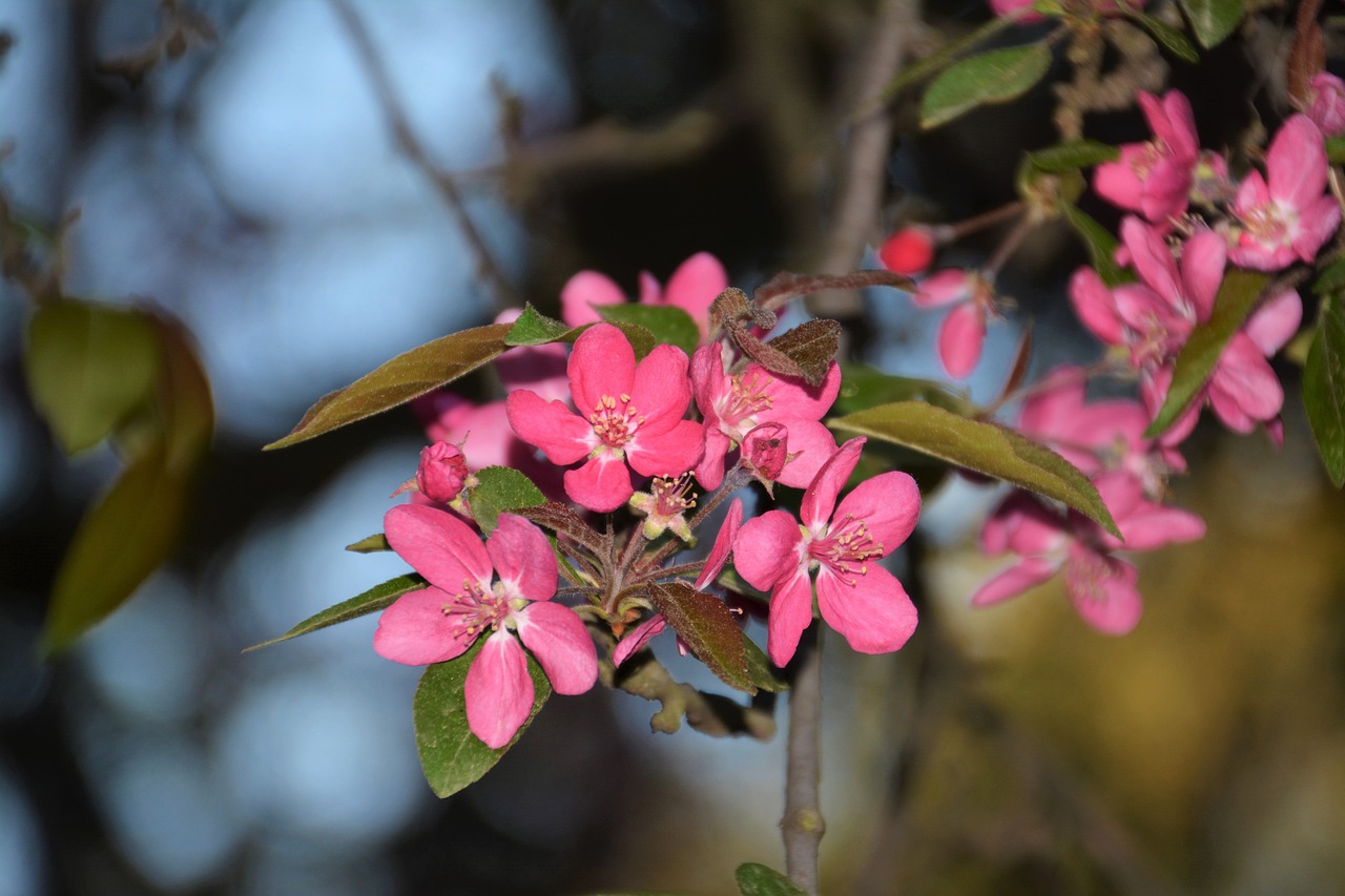 flower  nature  plant free photo