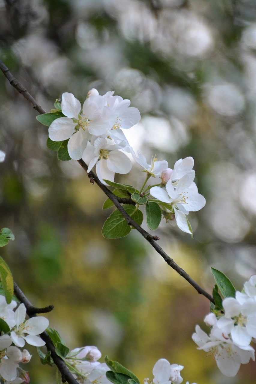 flower  plant  tree free photo