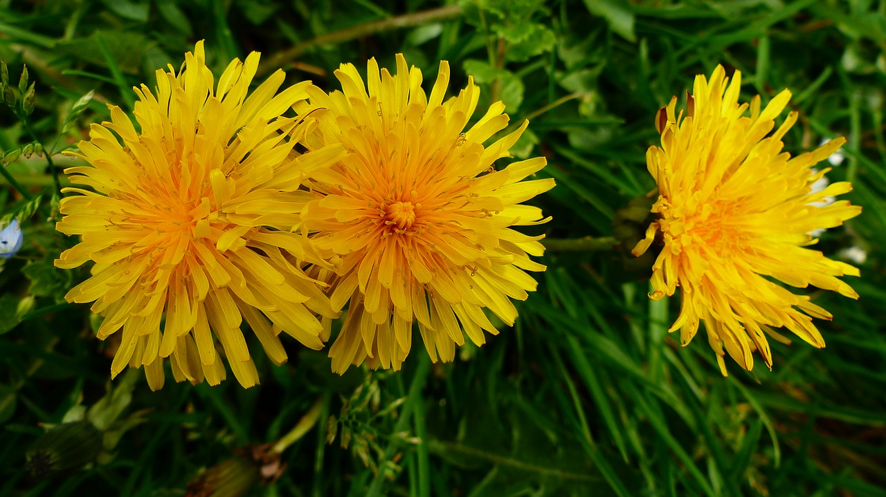 flower  nature  plant free photo