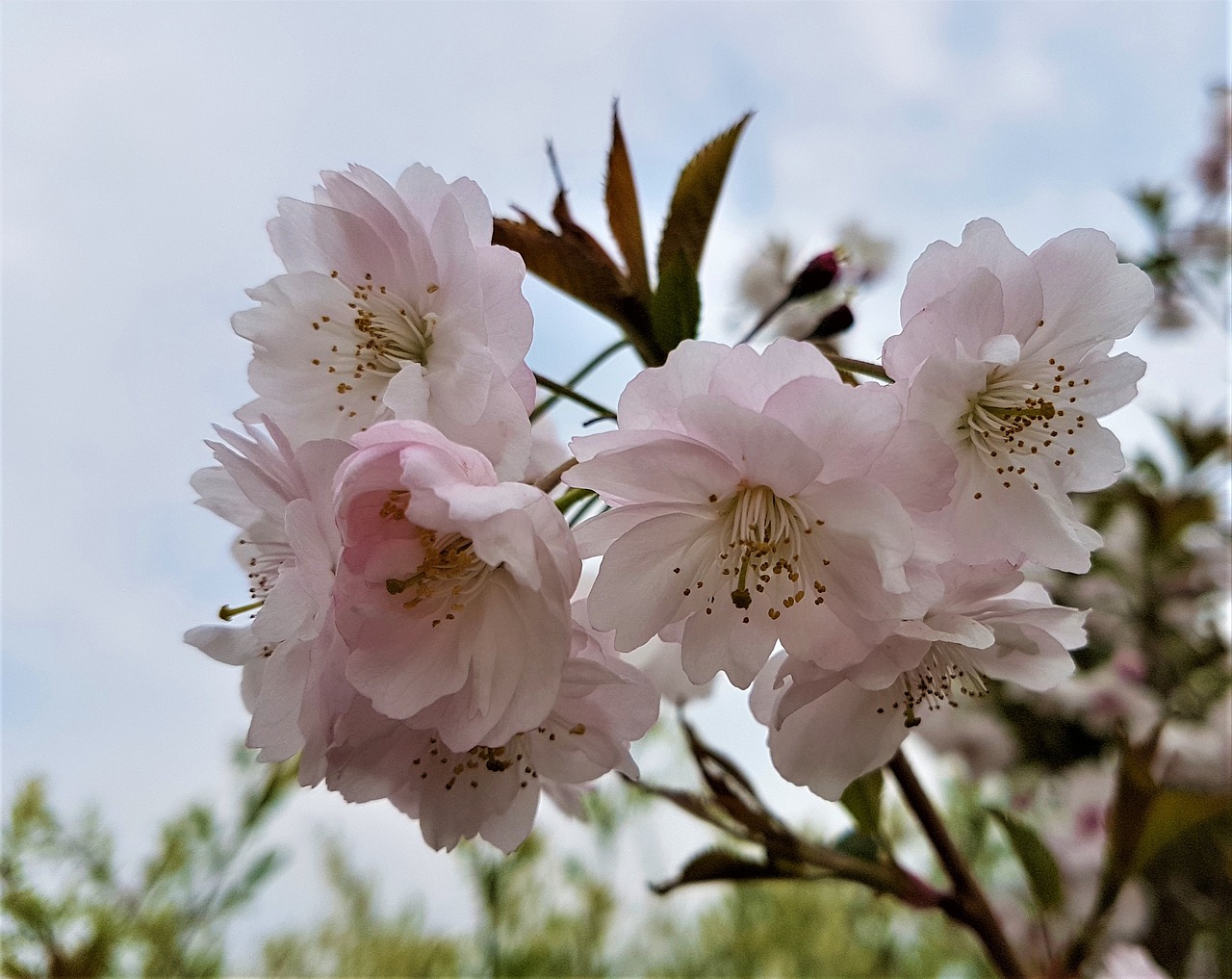 flower  flora  nature free photo