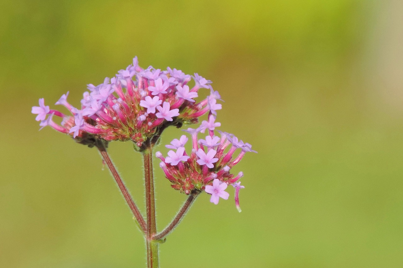 flower  nature  plant free photo