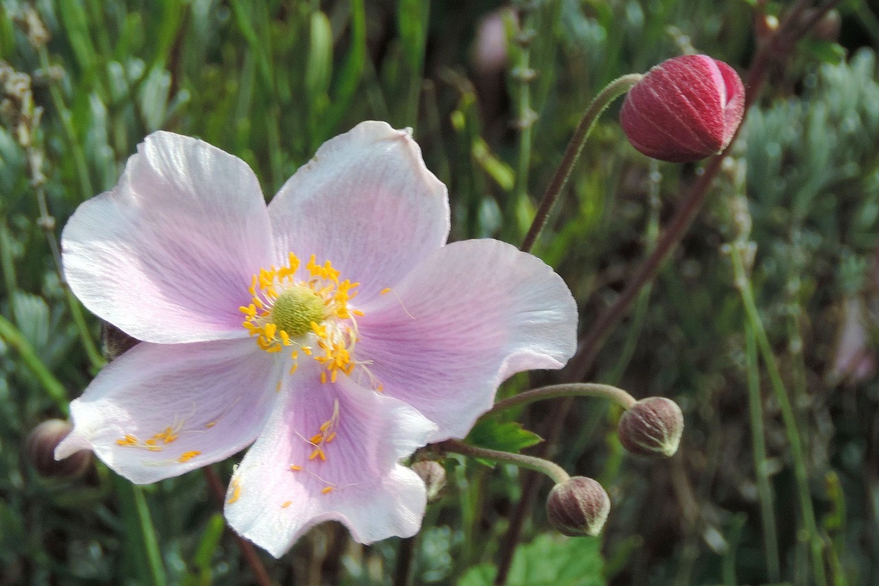 flower  nature  plant free photo