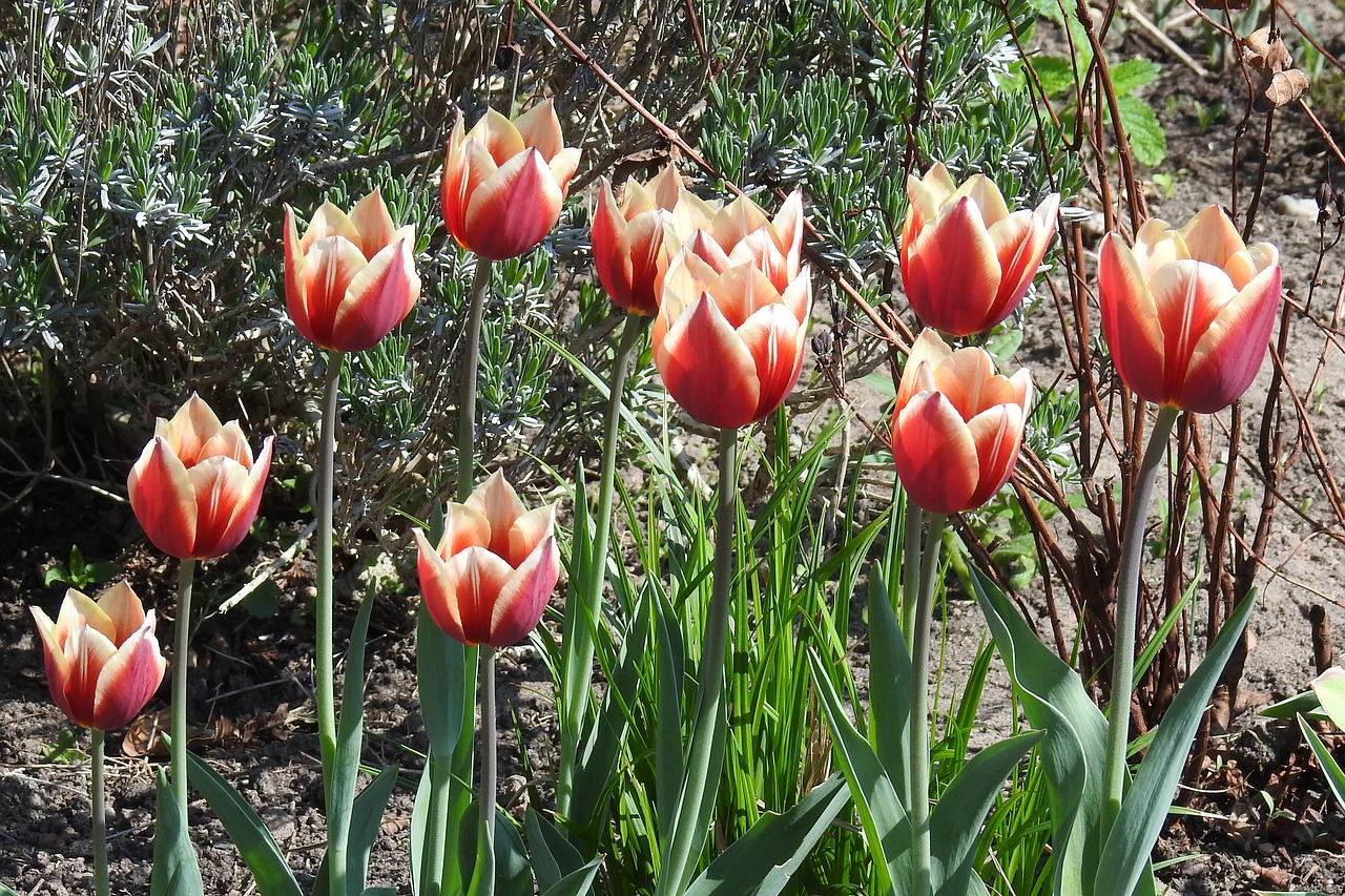 flower  plant  tulip free photo