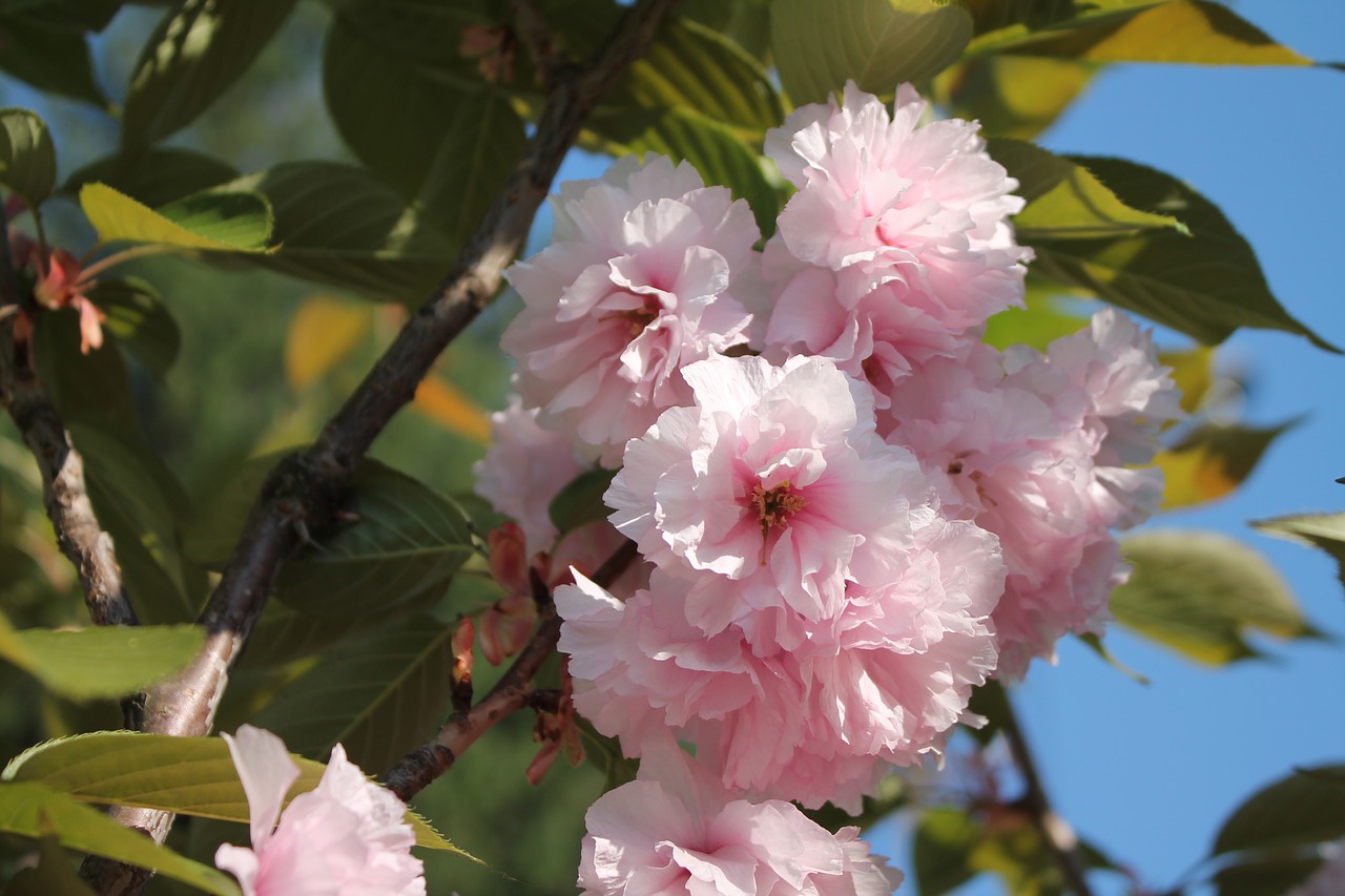 flower  plant  tree free photo