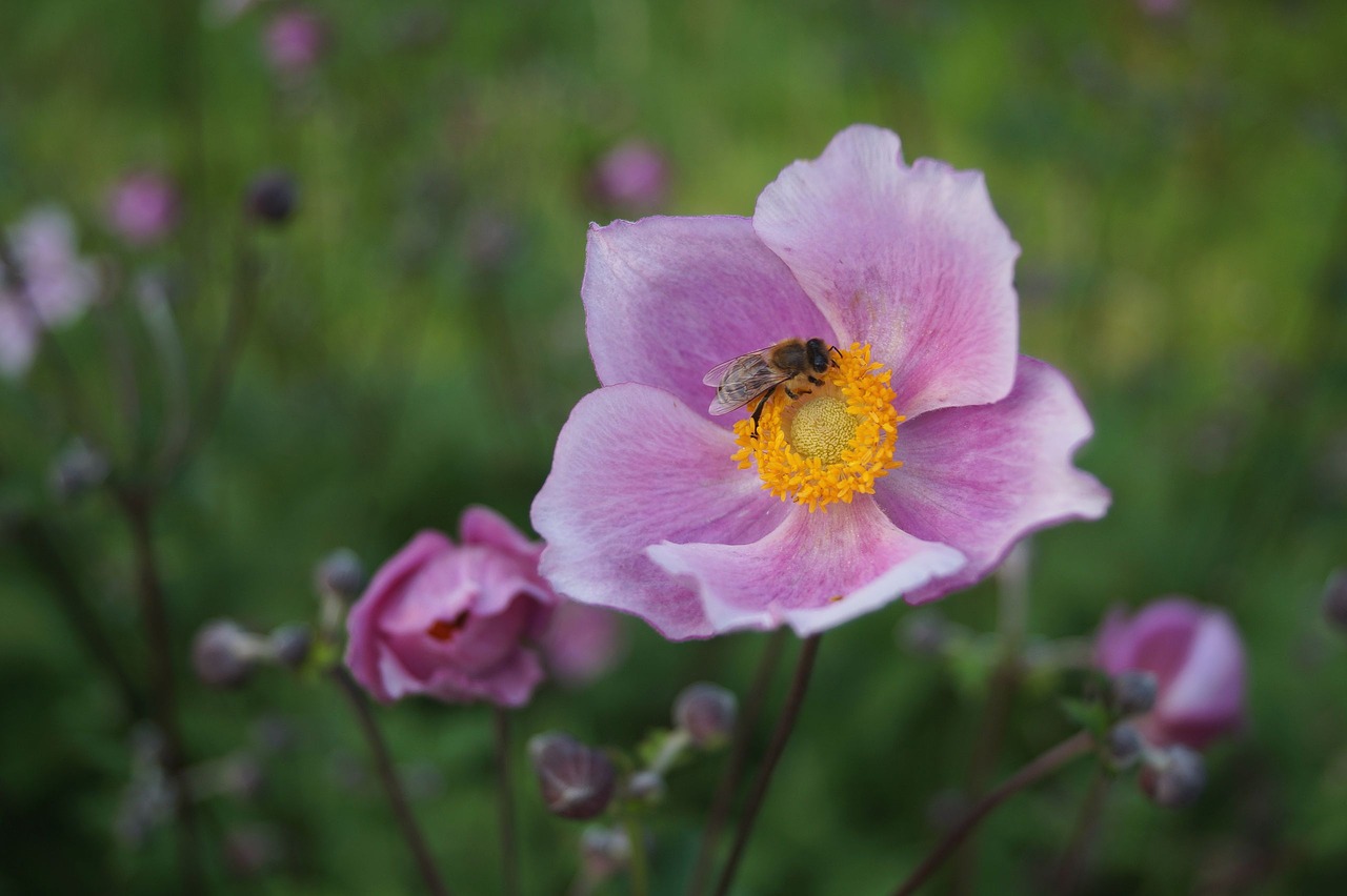 flower  plant  nature free photo