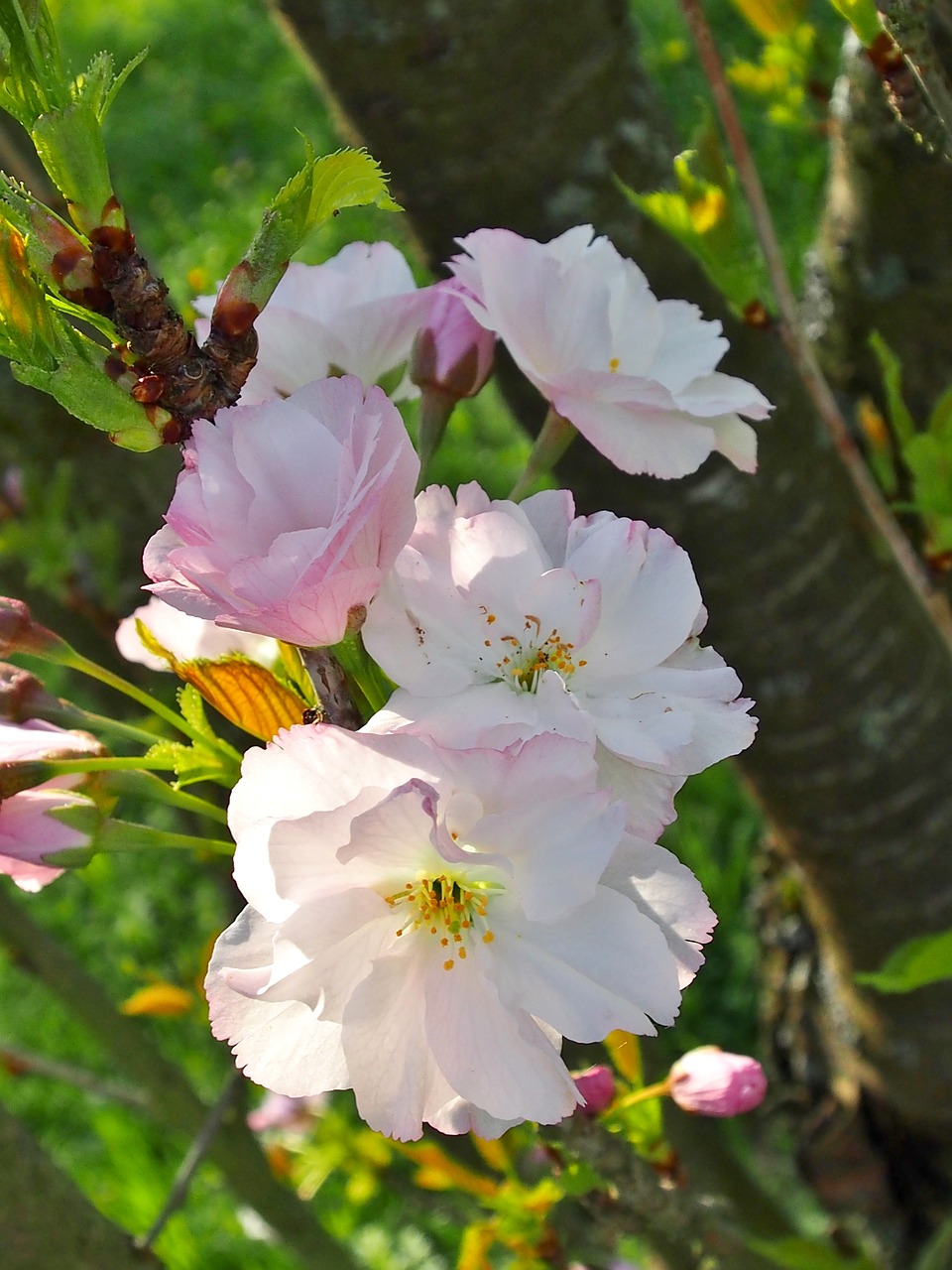 flower  nature  plant free photo